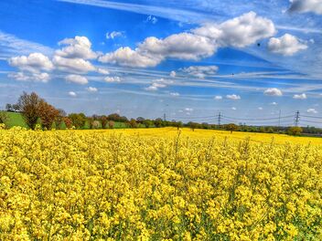 Rapeseed farm - image #491097 gratis